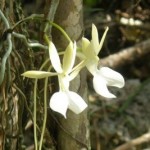 Ghost orchid blooms at the Turtle Farm