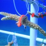 Disney Conservation Fund to support CCMI’s coral gardening