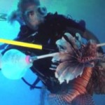 First cull of the year in effort to tame lionfish