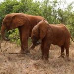 Cayman company helps baby elephant