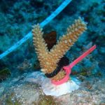 CCMI researches best conditions for coral