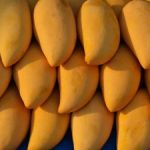 Mangoes celebrated at Botanic Park
