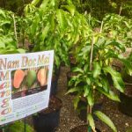 Botanic Park celebrates mangoes