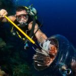 TV paves way for weatherman’s lionfish hunt