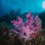 National Gallery celebrates coral reefs