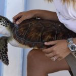 First-ever release of turtles in Cayman Brac