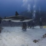 Divers log in to benefit sharks