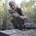 National Trust releases 1,000th blue iguana