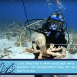 CCMI offers new virtual reef lessons