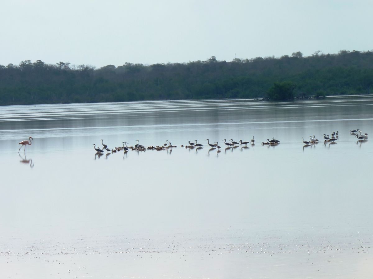 Several species of birds at Malportas Pond