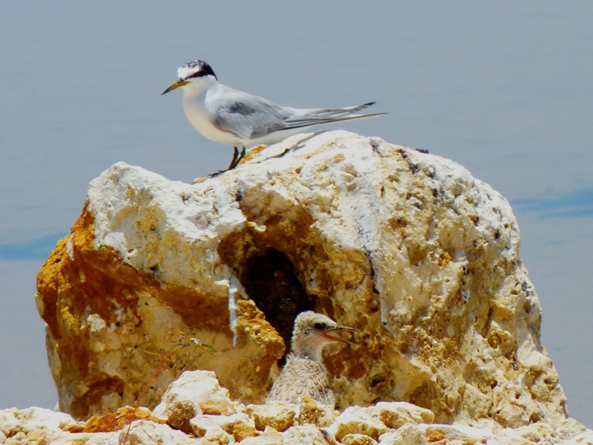 Young least tern at Malportas Pond