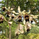 It’s blooming time for Cayman’s national flower