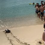 Turtle release on Governor’s Beach this Saturday