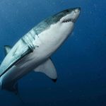 Donation to boost shark gene research