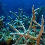 Donation supports CCMI’s coral restoration efforts