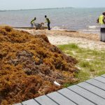 NiCE workers tackle sargassum on beaches