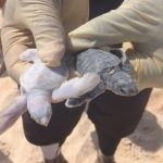 Albino baby turtle found on 7MB