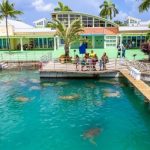 Cayman Turtle Centre reopening this weekend