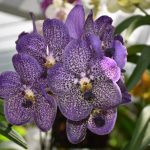 Orchid sale and growing tips at QEII Botanic Park
